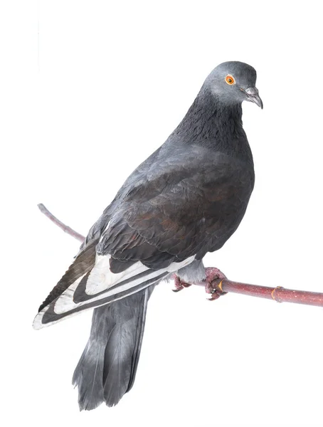 Una paloma gris —  Fotos de Stock