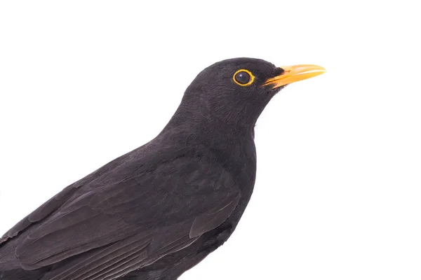 Portret Merel (Turdus merula) — Stockfoto