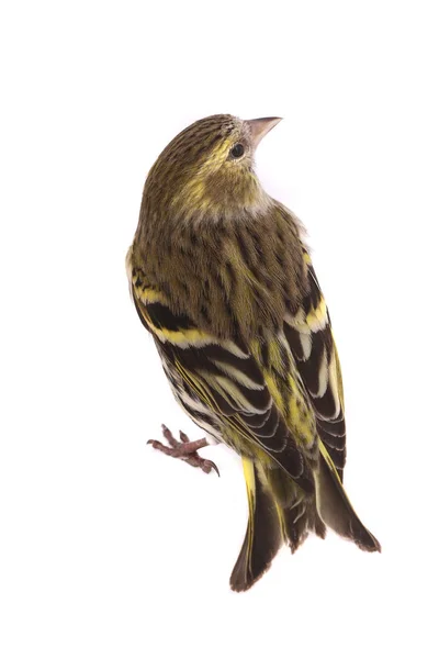 Una hembra siskin — Foto de Stock