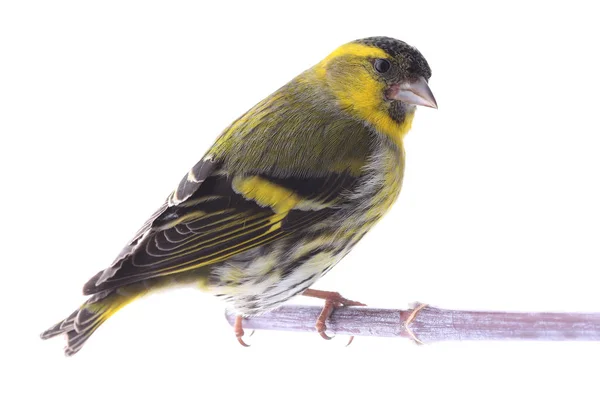 Mężczyzna siskin — Zdjęcie stockowe