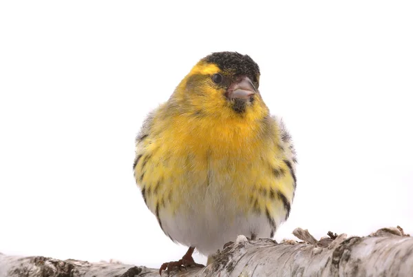 Ein Zeisig-Männchen — Stockfoto