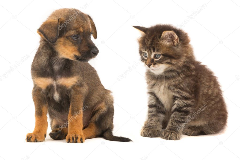 kitten and puppy 