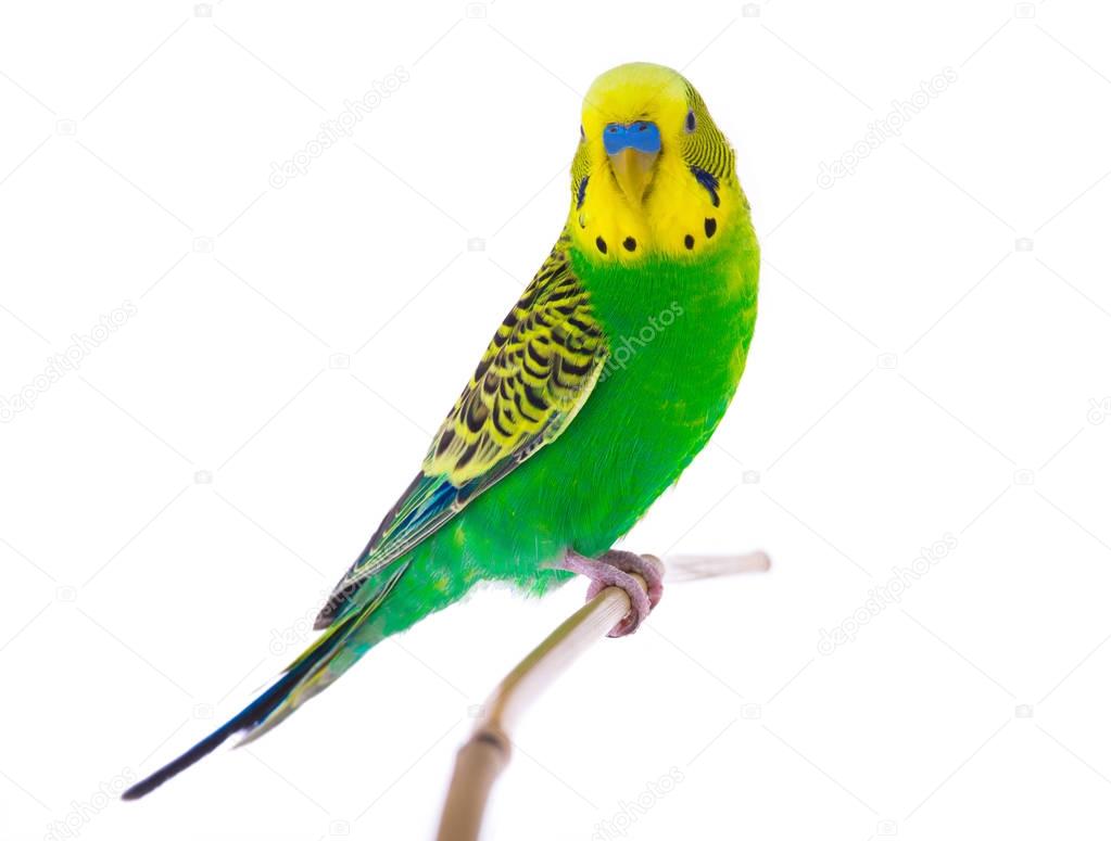 a green budgie