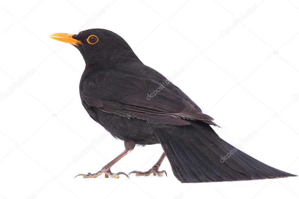 blackbird (Turdus merula) 