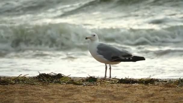 Gaviota y mar — Vídeos de Stock