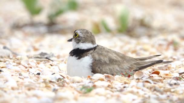 Chorro anillado (Charadrius dubius) en un nido en la orilla del mar — Vídeo de stock