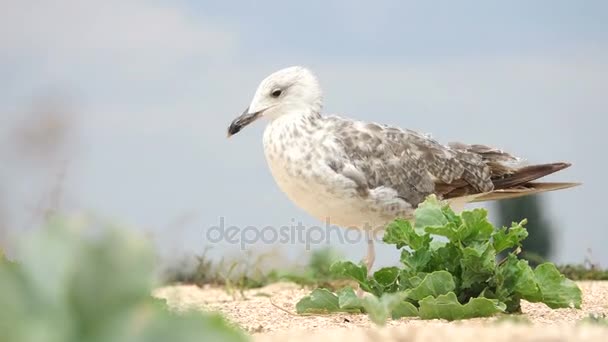 Gabbiano sulla costa del mare — Video Stock