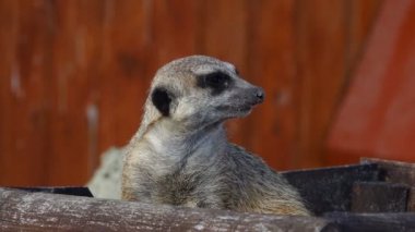  meerkat bir kırmızı 