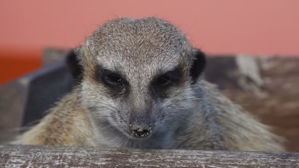 Suricata sobre un rojo — Vídeos de Stock