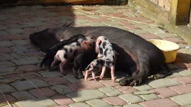 Свині годують маленьких свиней — стокове відео