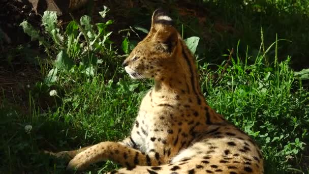 Serval encontra-se em uma grama — Vídeo de Stock