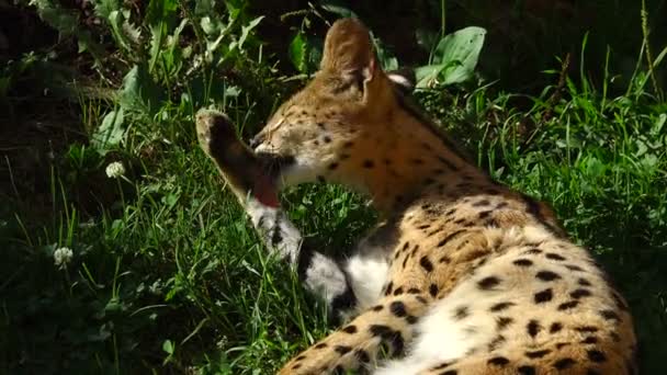 Serval encontra-se em uma grama — Vídeo de Stock