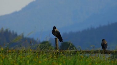 dağlarda raven