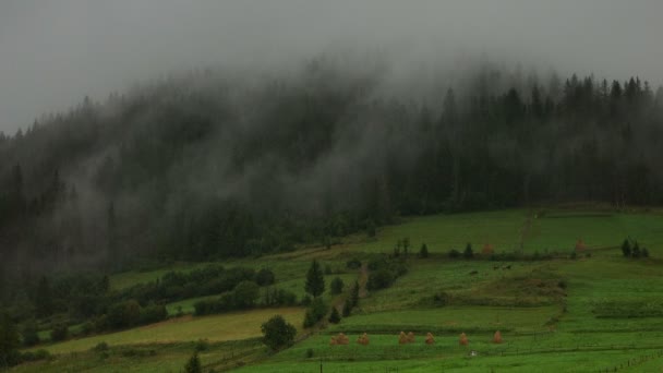 Pluie dans le bois — Video