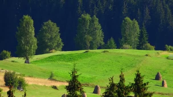 Glade en las montañas — Vídeo de stock