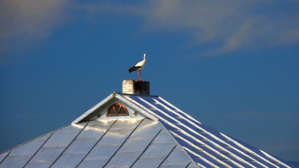 Stork on the rooftop — Stock Video