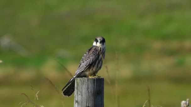 Image result for Red-footed falcon