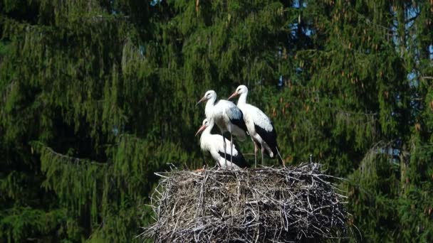 Storks on a nest — Stock Video