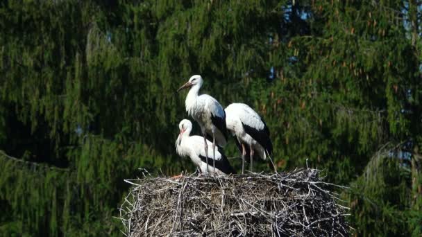 Störche auf einem Nest — Stockvideo