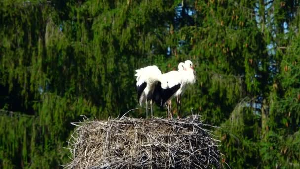 Storks on a nest — Stock Video