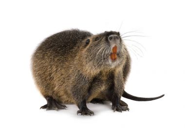 Coypu (myocastor adatavşanları) 