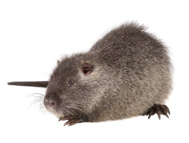 Coypu (myocastor adatavşanları) 