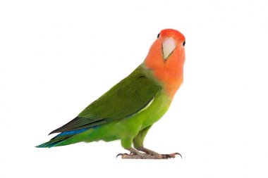 bir portre cennet papağanı 