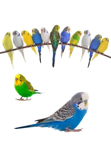 Budgerigars australian parakeets — Stock Photo, Image