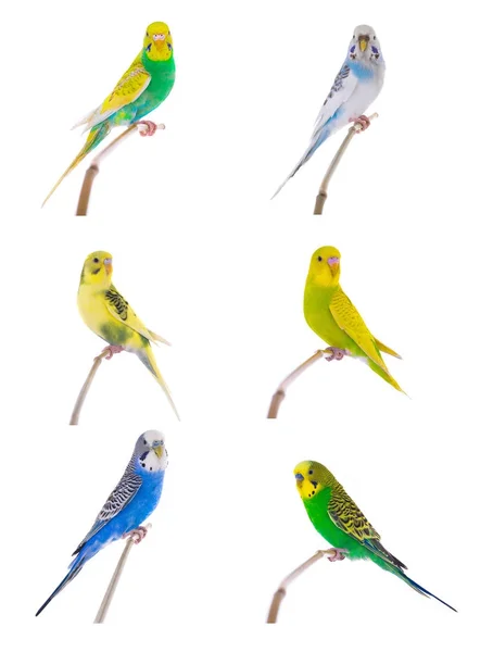 Variety by color budgie o — Stock Photo, Image