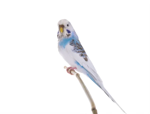 White budgie on white — Stock Photo, Image