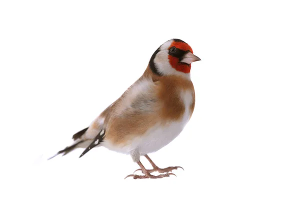 Goldfinch isolado em um branco — Fotografia de Stock