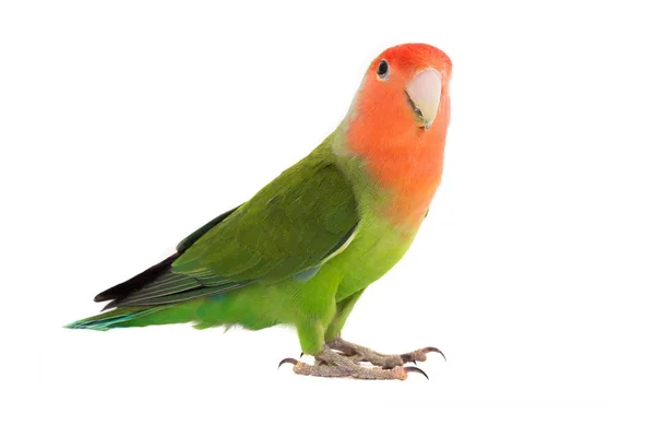 Портрет невеликий папуга — стокове фото