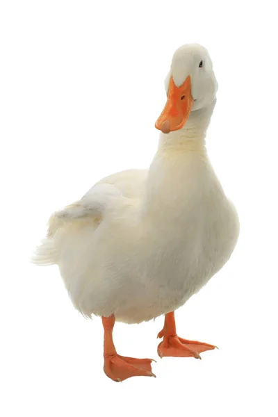 White duck on a white — Stock Photo, Image