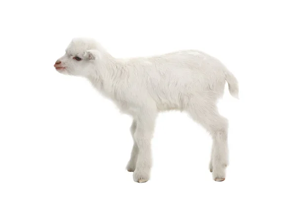 Cabrito de cabra aislado en blanco —  Fotos de Stock