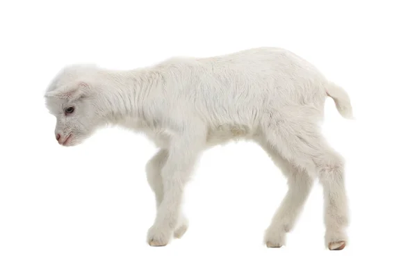 Goat kid isolated on white — Stock Photo, Image