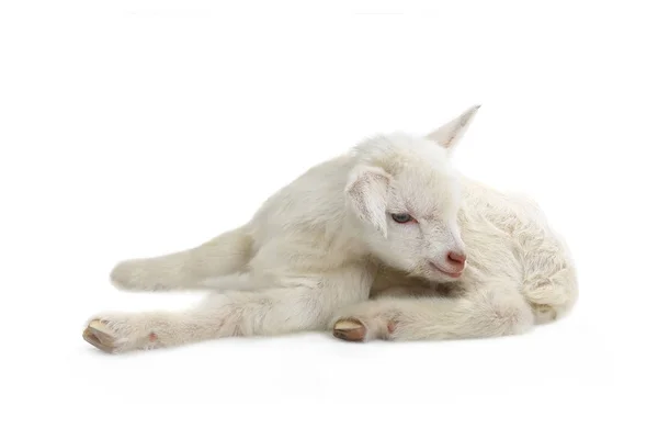 Gosse de chèvre isolé sur blanc — Photo