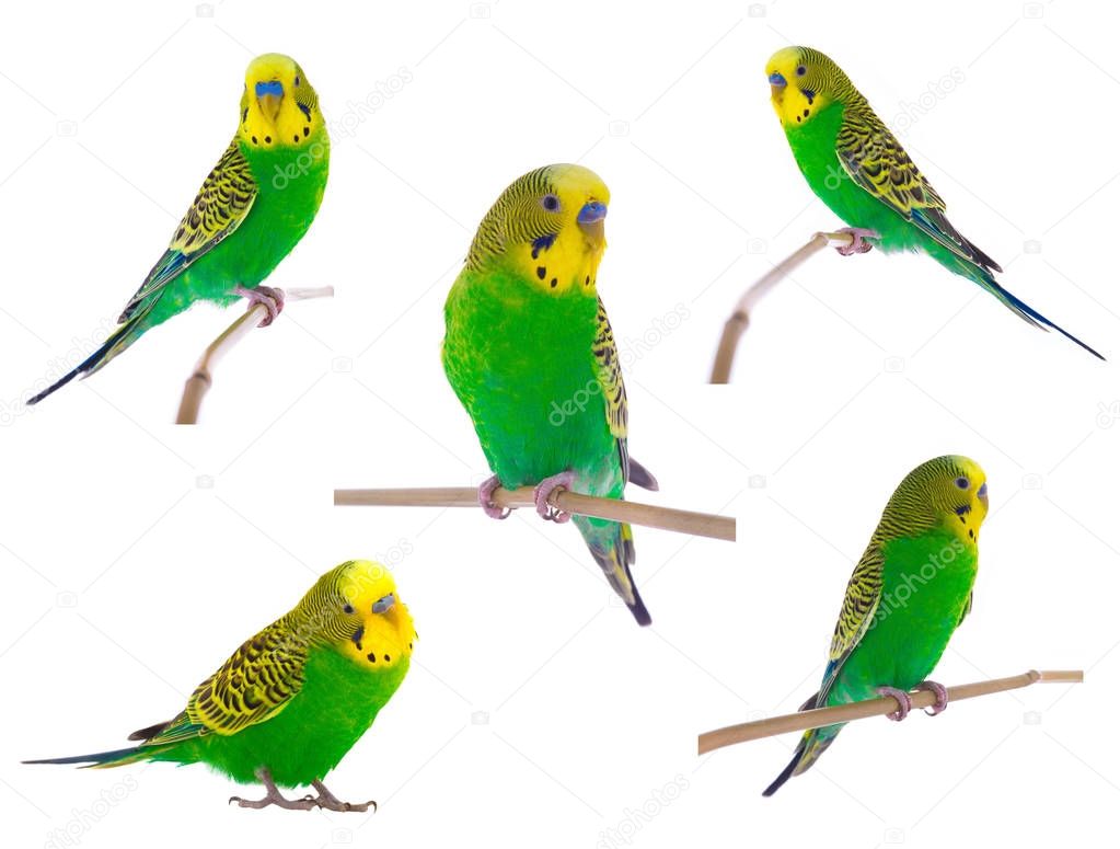 green budgie on a white