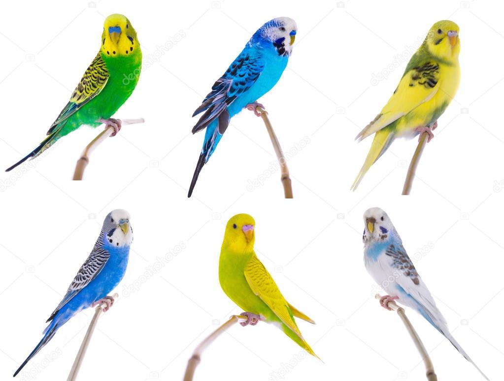 variety by color budgie 