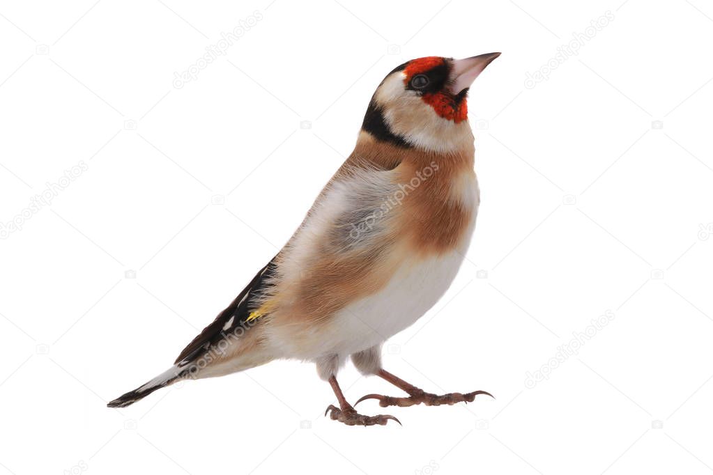 goldfinch isolated on a white
