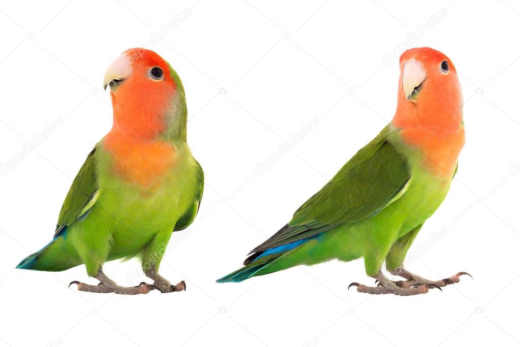 a two lovebird 