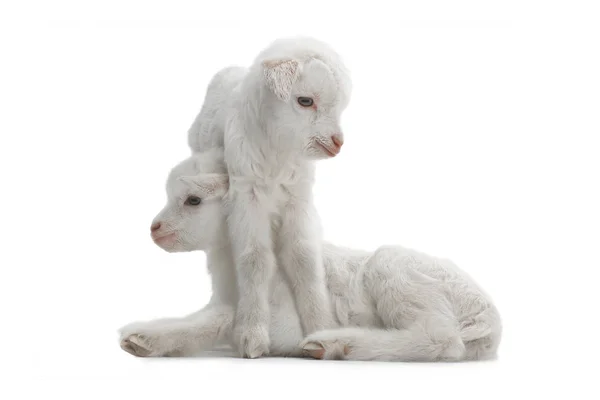 두 염소 아이 — 스톡 사진