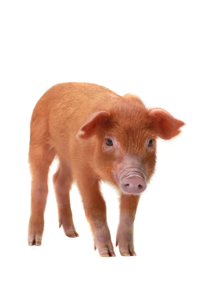 Ein rotes Schwein — Stockfoto