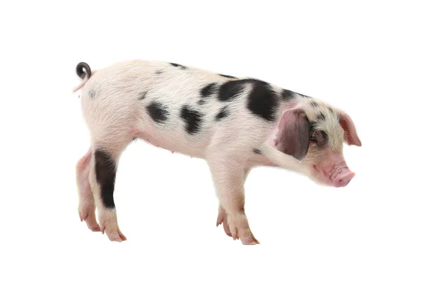 Cerdo sobre un blanco — Foto de Stock