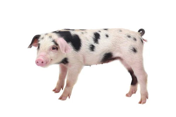 Porco em um branco — Fotografia de Stock