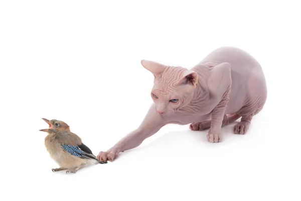 Bébé oiseau et chat canadien sphynx — Photo