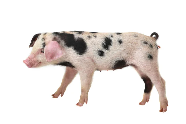 Porc sur un blanc — Photo