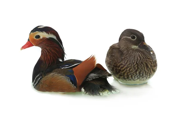 Dwie kaczki mandarynki — Zdjęcie stockowe
