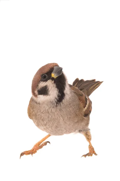 Sparrow izolovaných na bílém — Stock fotografie