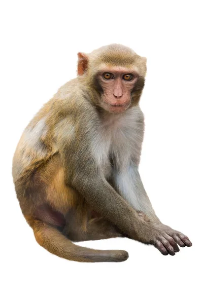 Scimmia isolata su un bianco — Foto Stock