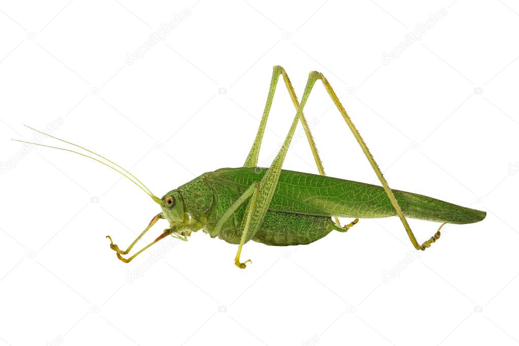 grasshopper isolated on a white
